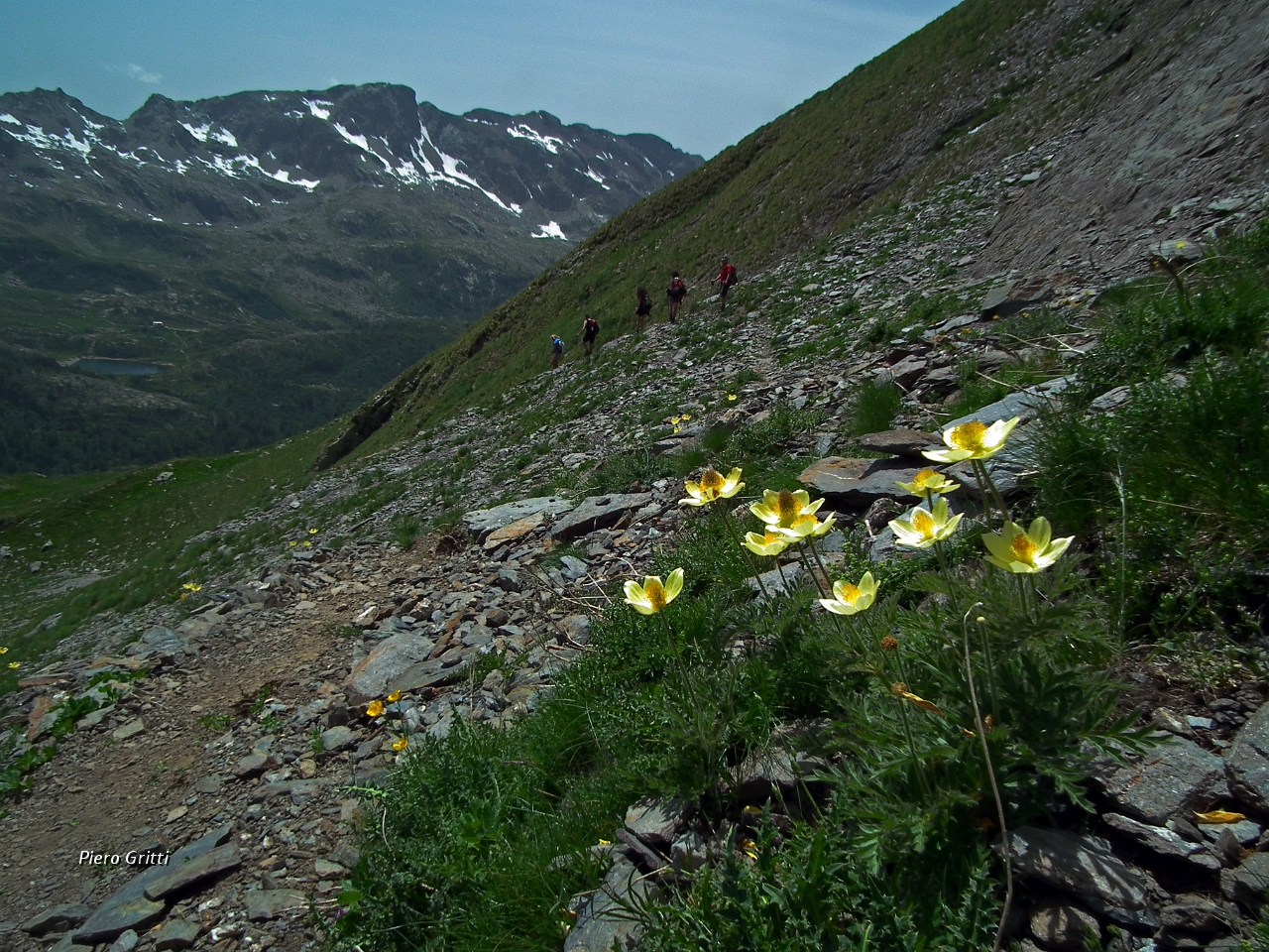 60 pulsatilla alpina sulfurea.JPG